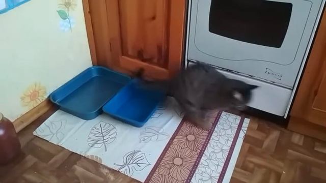 Кот обормот !