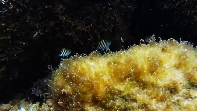 Sargentinhos (abudefduf saxatilis) смотреть онлайн