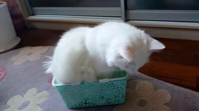 Кот пытается поместиться в корзине😜😜😜 смотреть онлайн