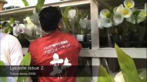 Lycaste in your life