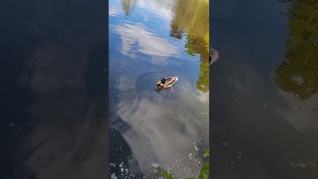 rațe sălbatice#дикие утки#deutschland #2022 #Stadthagen#herford смотреть онлайн