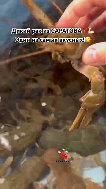 Дикий волжский САРАТОВСКИЙ рак прибыл! Свежак в кассе🦞💪🏻 #раки #seafood #ракиоки #живыераки #еда