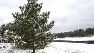 Февраль .Берег Мологи
