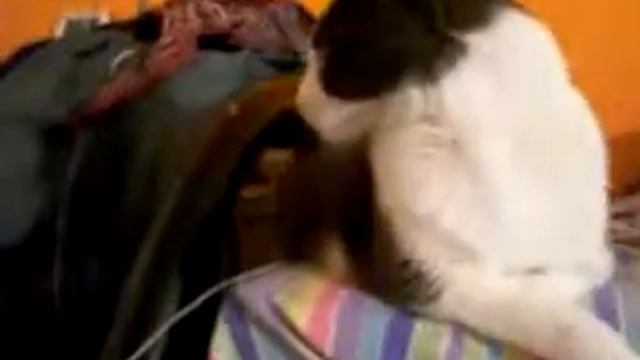 Крыса против кота смотреть онлайн