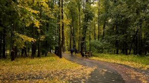 Прогулка в лесу под дождем (часть 2) Для сна и расслабления