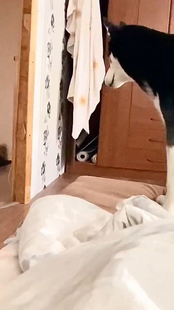 Симба VS Бастет #собака #хаски #собаки #рек #рекомендации #бастет #кот #мамахаски #vs #кошка смотреть онлайн