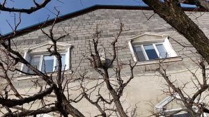 Результат летней обрезки по сдерживанию кроны и мегаурожая.