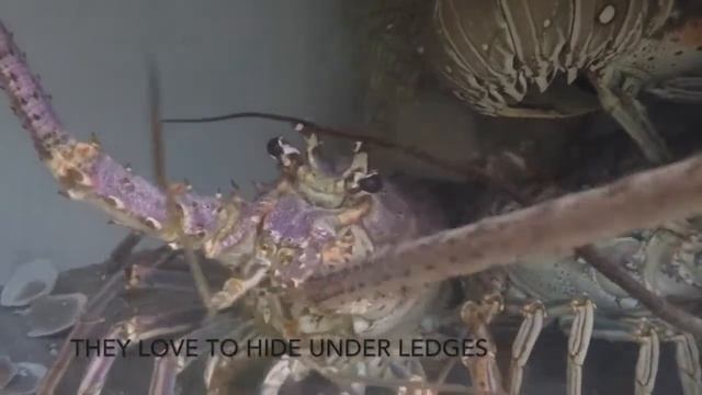 Lobster Season 2019 Florida Keys смотреть онлайн