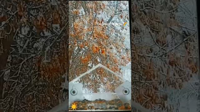Забавные синички!