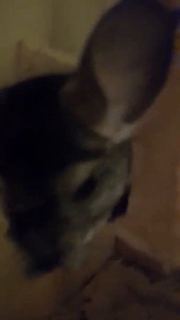 Грызун!!! Чихуахуа Пулька, шотландская кошка Буня и шиншилла Боцман. 29.05.2022. смотреть онлайн