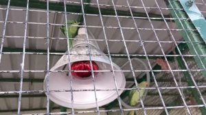 Parrots🦜🦜🦜😉, попугаи🐦🐦🐦все