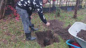 Посадка яблони в октябре, что посадить в октябре, дачные дела