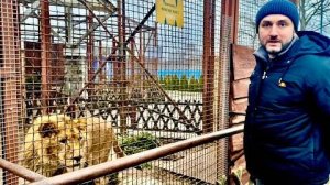 Мы с Алиной приехали в Минский ЗОО проведать льва Шерхана и убедится что ему здесь «ОЧЕНЬ ПЛОХО»!