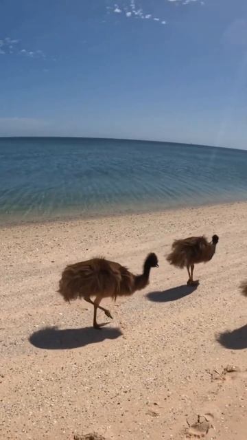 Emus on the beach || Monkey Mia #australia #shorts #youtubeshorts смотреть онлайн