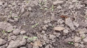 Старая дача. 29 сентября., делаем высокую грядку, нашли Медведку. садим луковичные.