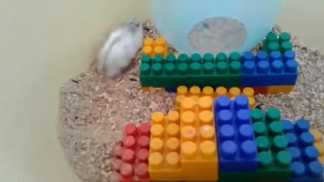 2часть я и мой хомяк Хома...