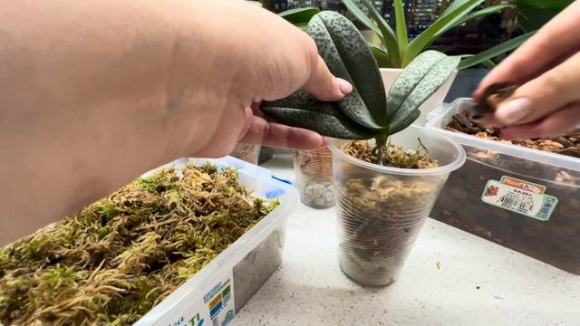 ОТДЕЛЕНИЕ И ПОСАДКА ДЕТОК орхидей 🪴 Про сорта Парфумных Фабрик, плюсы и минуса в уходе 🤷♀️ смотреть онлайн