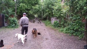 Дрессровка лабрадора с раздражителями котами! 10 месяцев