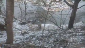 Бобры Погрызли Деревья. Нахабино