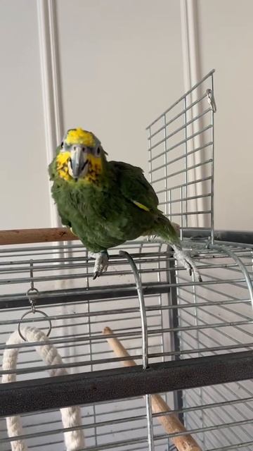 Мы любим танцевать, но как видит камеру стесняемся #амазон #попугай смотреть онлайн