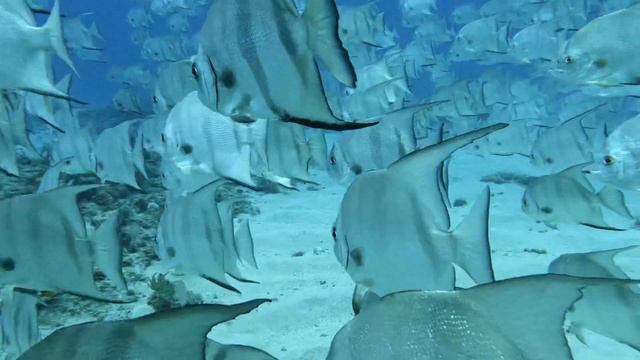 School of Atlantic Spadefish on Elevator Shaft