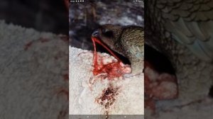 Попугаи Кеа. Нападают и едят овец