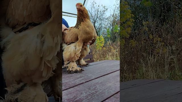 брама палевая смотреть онлайн