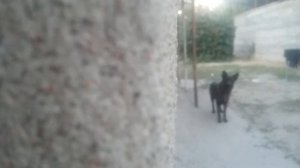 Пугаем собаку