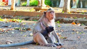 Big Pi-t-y...Po@r tiny baby monkey MASHA request milk four time but mom MESSI not give.
