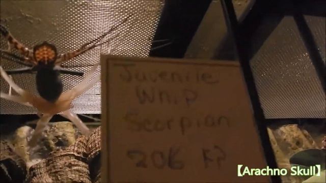 Damon diadema Molting смотреть онлайн