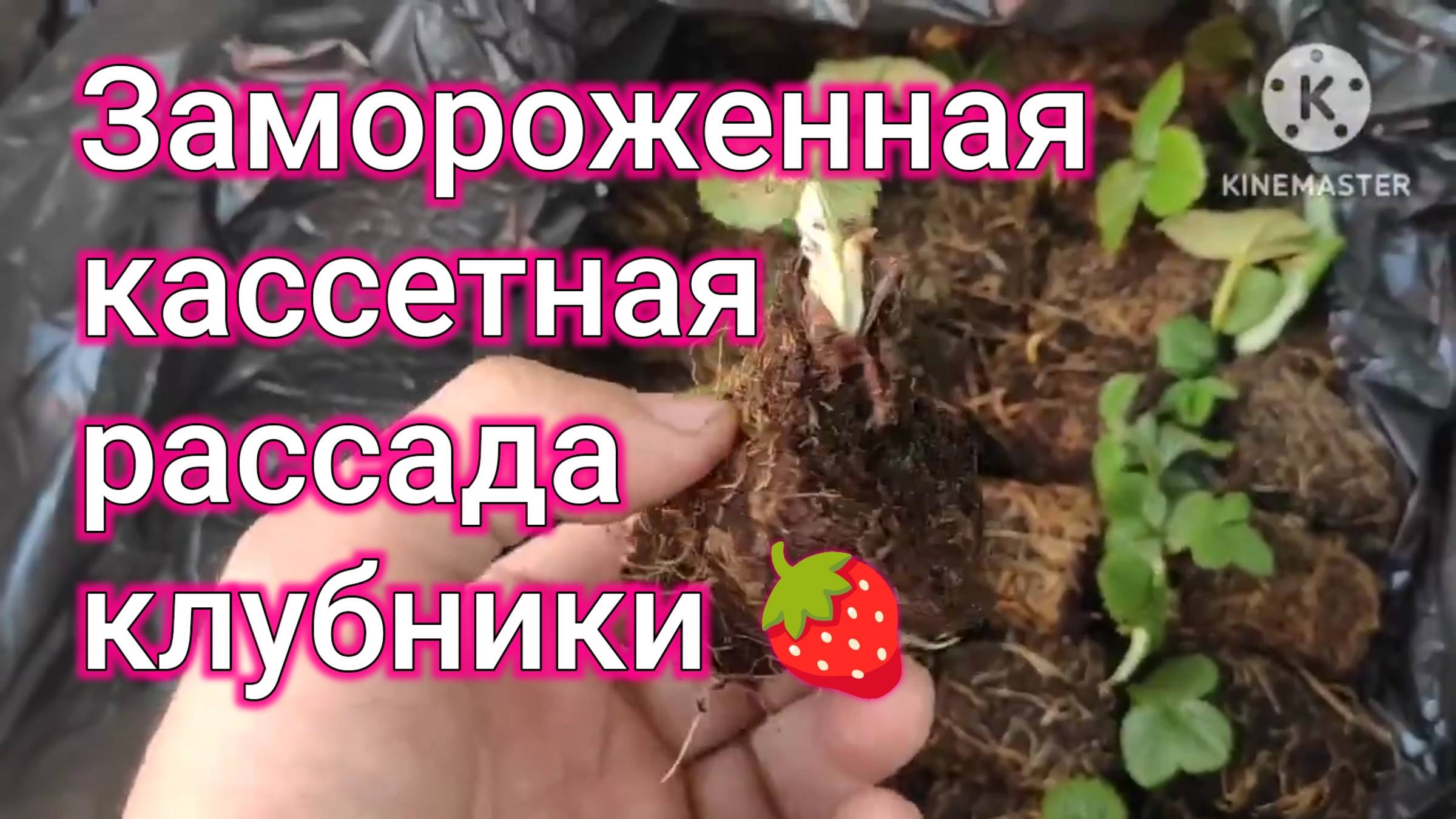 Замороженная кассетная рассада клубники, минитрей.