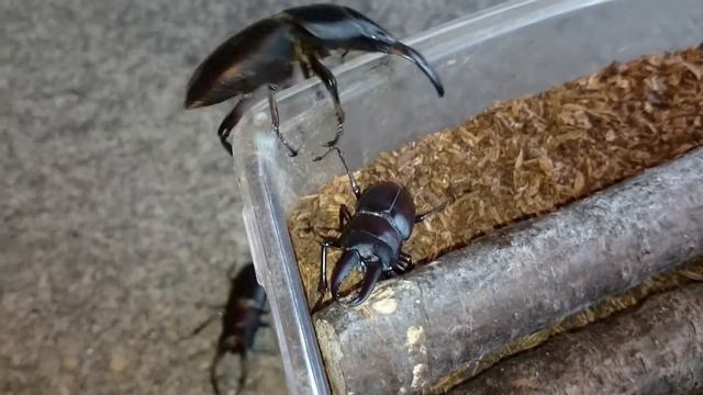 ノコギリクワガタvsスマトラオオヒラタ② смотреть онлайн