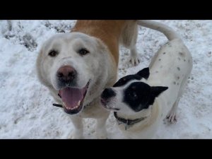 Ам. Стафф и Алабай на прогулке!