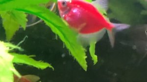 Симпатичный аквариумный сомик анциструс за чисткой растений