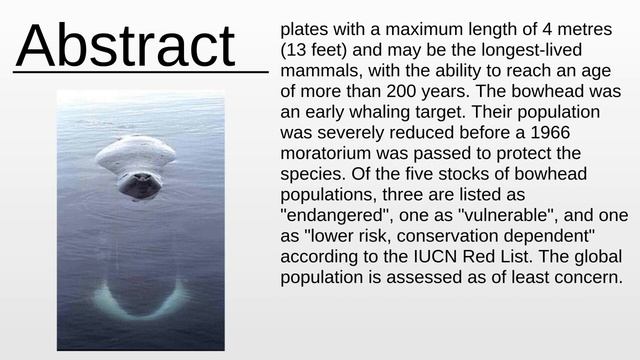 Bowhead whale As Fast As Possible смотреть онлайн