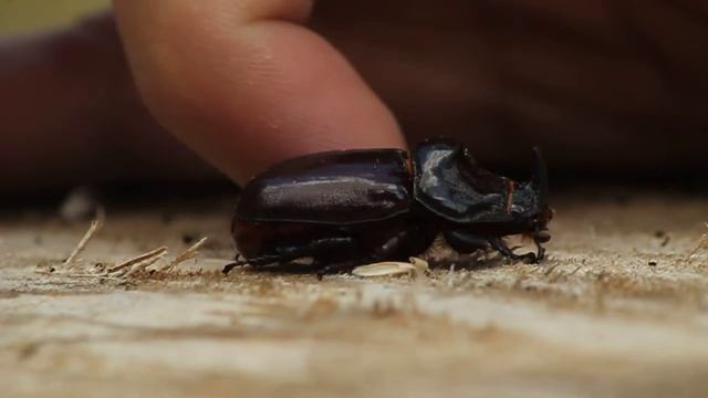 European rhinoceros beetle - Oryctes nasicornis - მარტორქა ხოჭო - კახეთი, თელავი, შუამთა смотреть онлайн