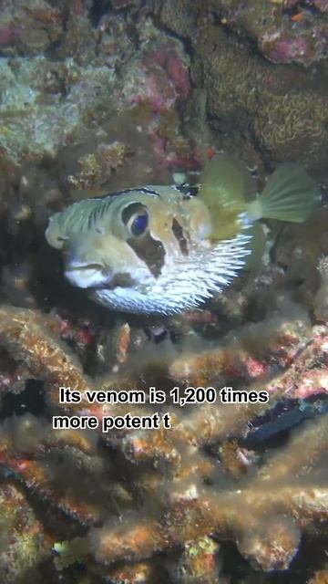 Sometimes humans take unnecessary risks.… #shorts #facts