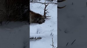 Охота на ИЗЮБРЯ в Хабаровском крае. Трофейный бык.