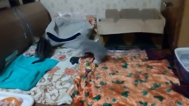 игривые плюшевые котята-1