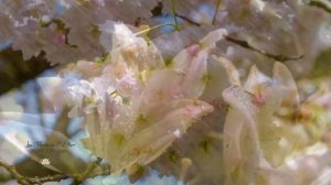 "Новые крылья" песня на стихи Е. Железновой,  муз. и исполнение Анжела Адлер