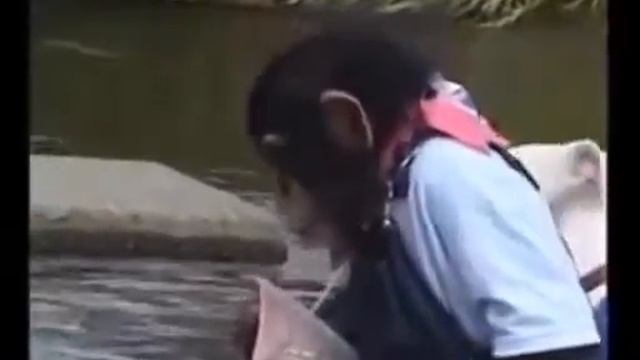 Обезьяна и собака смотреть онлайн