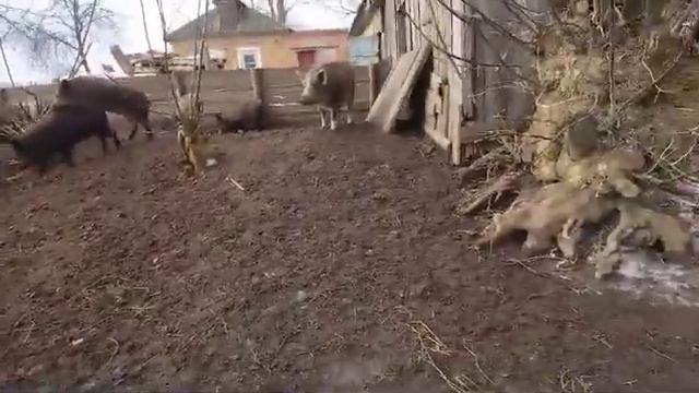 кабанчики . весна смотреть онлайн