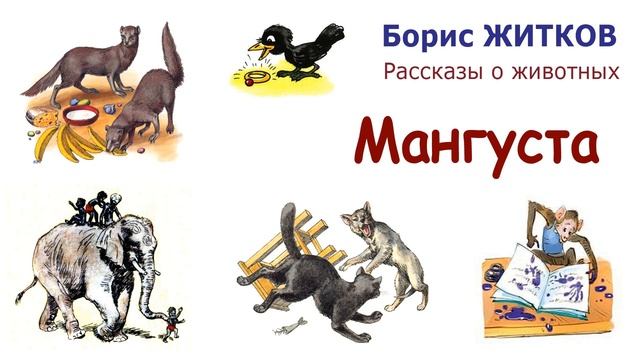 "Мангуста" (автор Борис Житков) - Рассказы о животных - Слушать