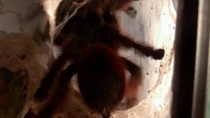 Avicularia versicolor dopuszczanie