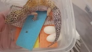 Самка эублефара отложила яйца