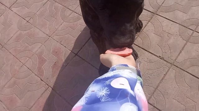 я показываю 2 собаки 🐶🐩 смотреть онлайн