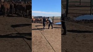 #жабы #мугалжар #лошади #павлодар #horse #коневодство #откорм #конина #природа