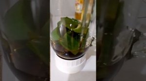 Бабушкин рецепт из алоэ вера и мёда.