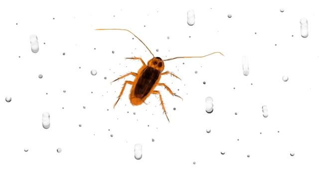 मार्किट में लांच होने जा रहा है Cockroach Milk смотреть онлайн