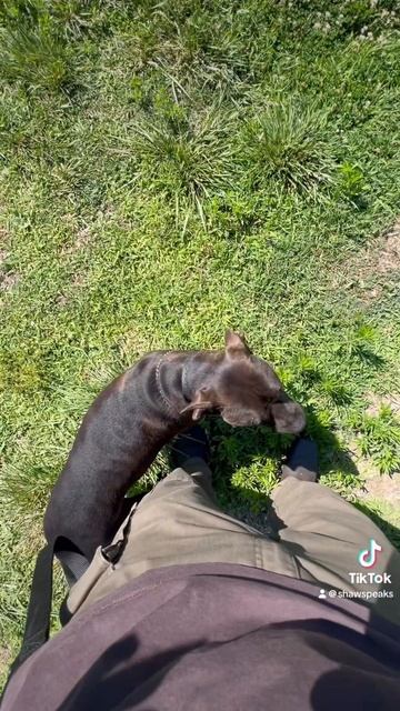 West Paws Zogoflex, A Valuable Tool & Toy, Keep My Puppy Engaged, Great Addition To Morning Routine смотреть онлайн